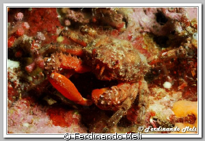 Cave's crab (Herbstia condyliata). by Ferdinando Meli 
